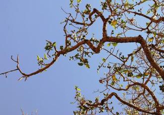 滝周辺の鳥・花　（エチオピア南部・北部の旅）
