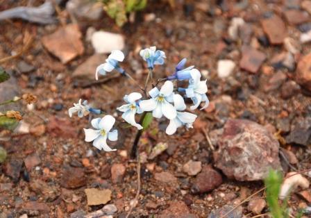 27日ストップ6 チリ アタカマ砂漠の花旅 レイコ ワールド 辺境の旅