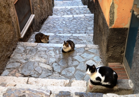 猫の天国 南イタリア シチリア マルタの旅 レイコ ワールド 辺境の旅