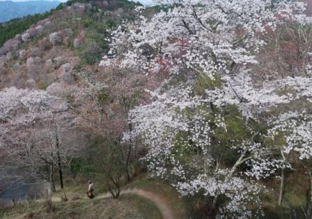 久しぶりの旅　吉野の桜①