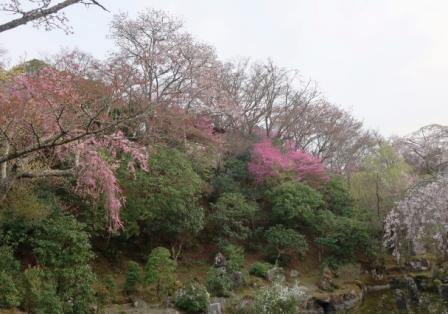 久しぶりの旅　吉野の桜②