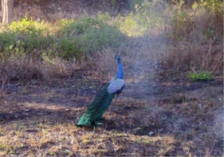 ムドゥマライ国立公園とバンディプール国立公園③　（南インドの旅）