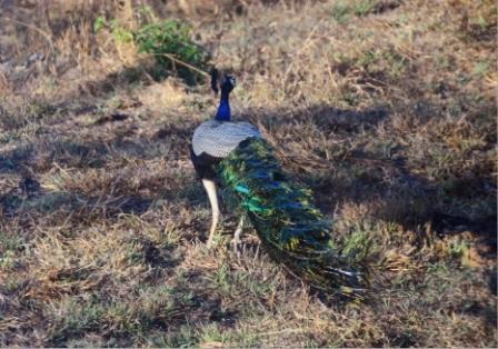ムドゥマライ国立公園とバンディプール国立公園③　（南インドの旅）