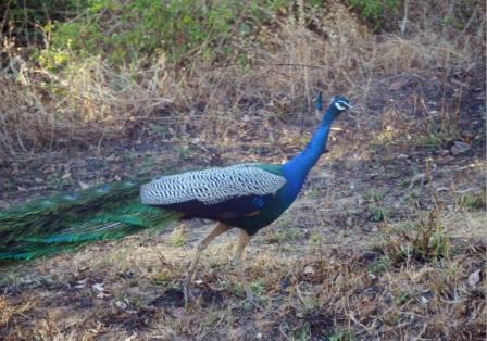 ムドゥマライ国立公園とバンディプール国立公園③　（南インドの旅）