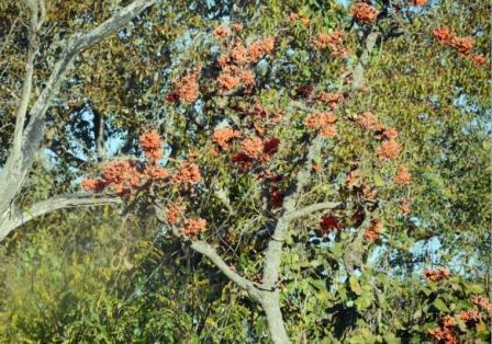 ムドゥマライ国立公園とバンディプール国立公園③　（南インドの旅）
