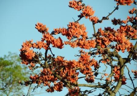 ムドゥマライ国立公園とバンディプール国立公園③　（南インドの旅）