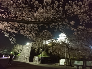 掛川城 桜 (夜)