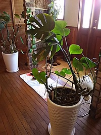 旦那さんの癒しは、奧さんの笑顔 2016/03/06 21:57:37