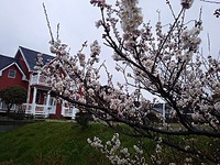 揉みほぐすではなく、痛みが溶とけていく感じ 2016/03/08 22:20:03