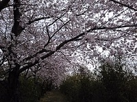 お尻が冷たい警報 2016/04/05 16:18:27