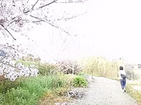 桜並木 2016/04/06 17:48:54