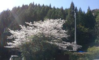 桜と電波塔