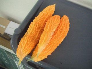 完熟ゴーヤ
