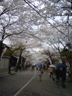 『薄墨桜』を堪能