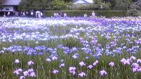 初夏の花々 2011/06/13 10:38:57