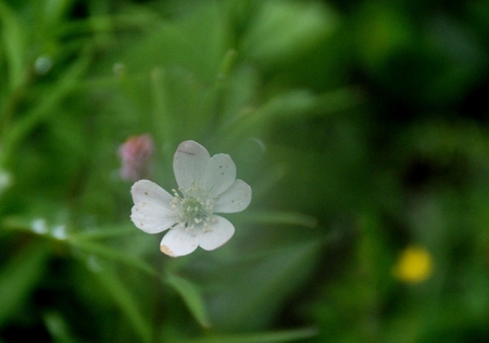 ユムタン谷の花（白色系）