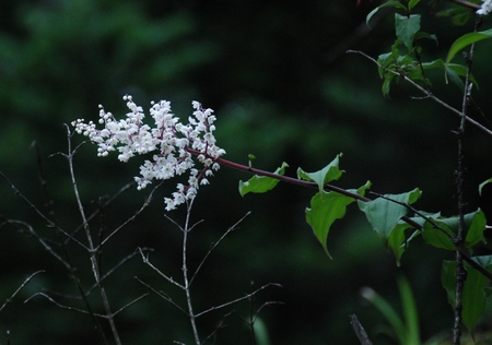 ユムタン谷の花（白色系）