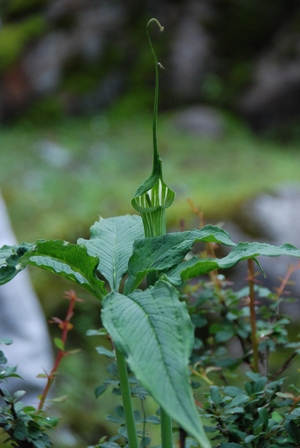ユムタン谷の花（白色系）