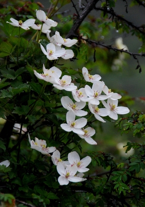ユムタン谷の花（白色系）