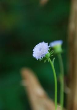 お庭は花盛り③　（ミャンマーの旅）