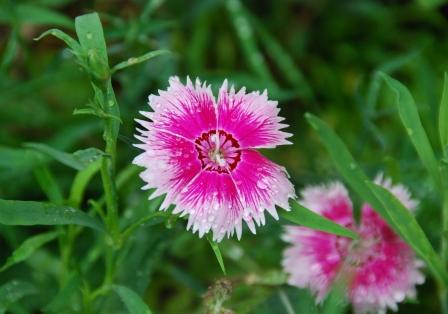 お庭は花盛り②　（ミャンマーの旅）