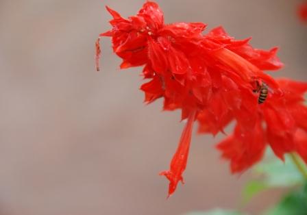 お庭は花盛り②　（ミャンマーの旅）