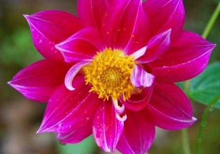 お庭は花盛り②　（ミャンマーの旅）