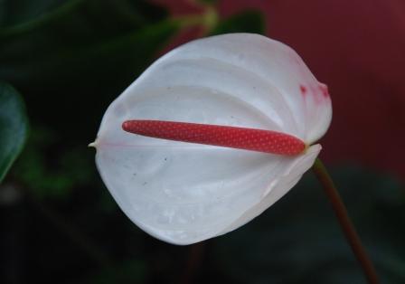 お庭は花盛り②　（ミャンマーの旅）