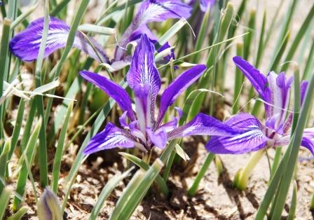 荒地の花　（チベット大横断の旅）