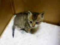 「かわいい～」お客さん 2007/10/14 09:16:56