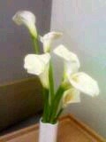 感謝 2009/03/07 12:42:21
