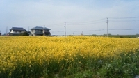 菜の花畑 2008/04/05 16:41:30
