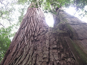 伊勢神宮　参拝