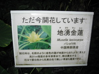 サクラは終わりかな