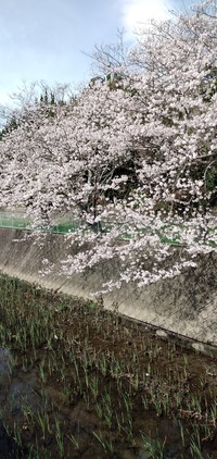 


近所の桜満開