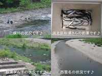 天竜川鮎解禁　２日目♪ 2013/06/04 15:45:29