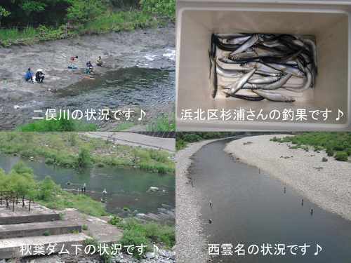 天竜川鮎解禁　２日目♪