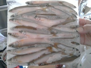 今日までの釣果♪