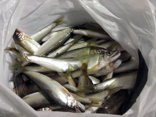 あちこちで鮎(^_^)♪