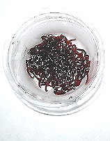 赤虫　入荷♪　(^_^)v。 2014/12/11 00:10:10