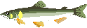 あちこちで鮎(^_^)♪