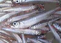 ワカサギ　好釣～♪♪ 2013/12/02 09:50:57
