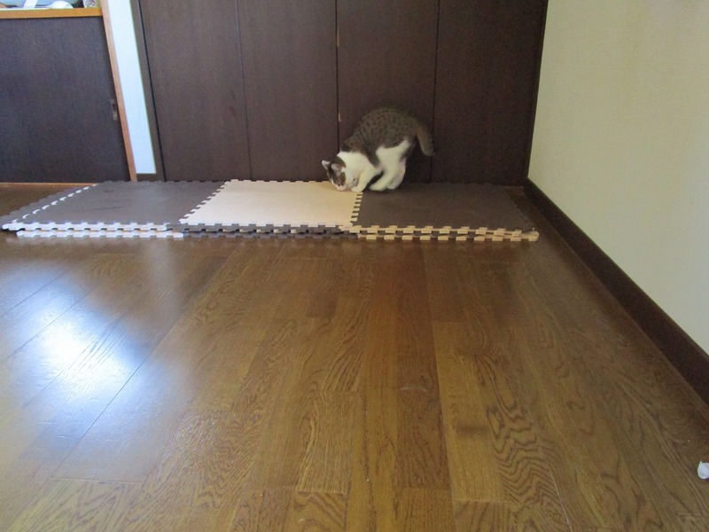 掃除機と猫