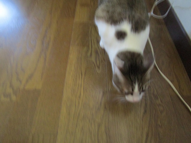 掃除機と猫