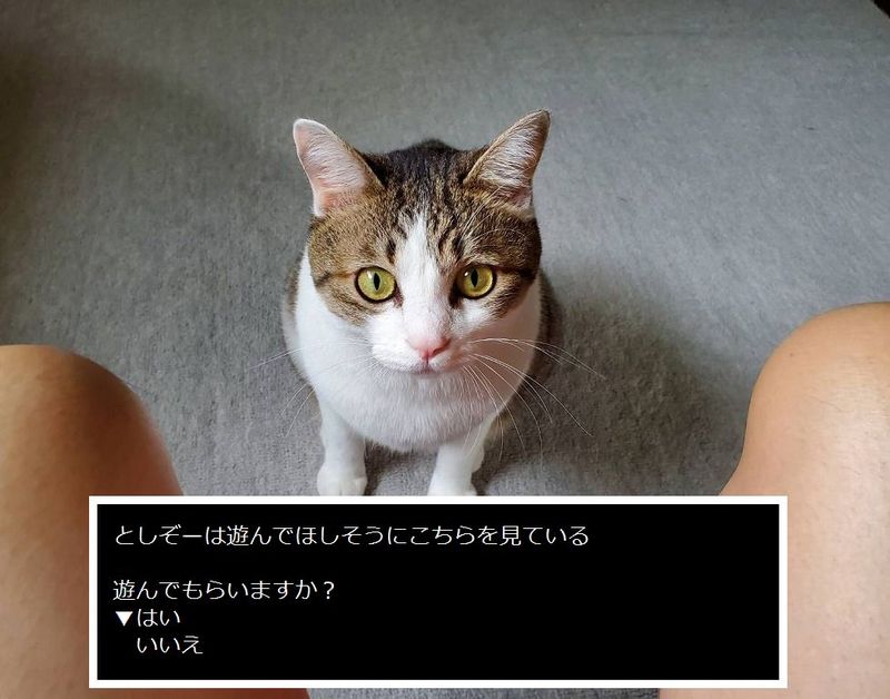 としぞーはあそんでほしそうにこちらをみている。