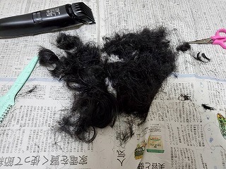 犬の断髪式