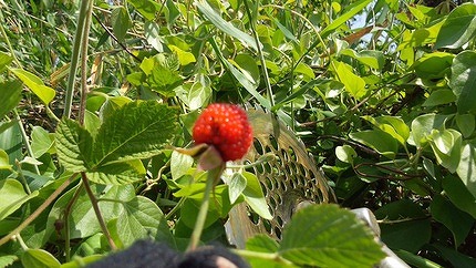 ヘルヘイムの森