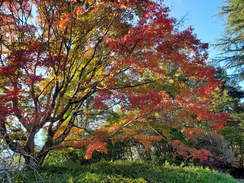 鳥羽山公園の紅葉　ツーリング　24.11.30
