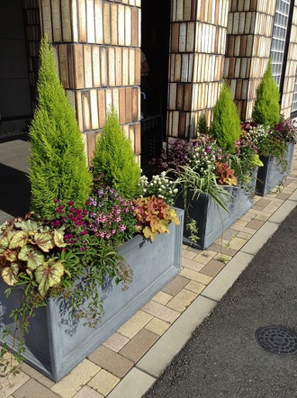 夏の寄せ植えおすすめメニュー