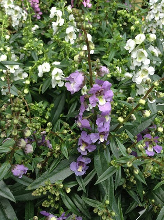 夏の寄せ植えおすすめメニュー